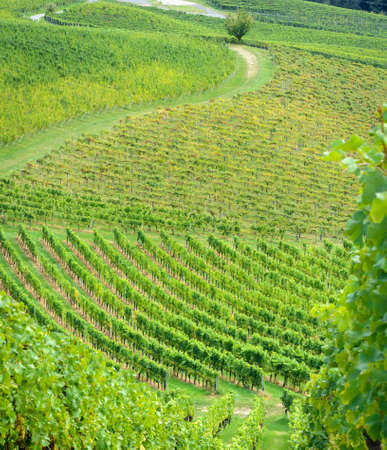 View of the rows of the vineyard