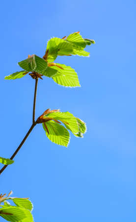 Young green new elm leaves on a branch against a blue sky