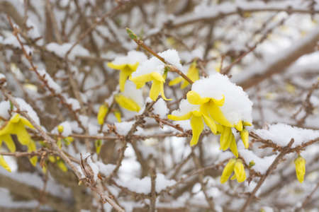 Several forsythia flowers under the snow against the background of branchesの写真素材