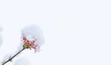 Pink lilac flowers under snow on a light backgroundの写真素材