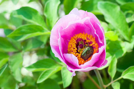 Cockchafer inside a peony flower on a blurred green background
