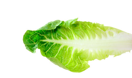 One leaf of green lettuce on a white backgroundの写真素材