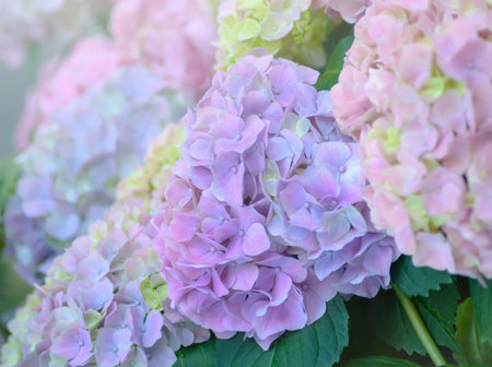 Inflorescence of light lilac Hydrangea on a blurred background in a horizontal format