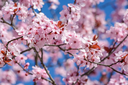 Cherry blossom against blue sky, horizontal formatの写真素材