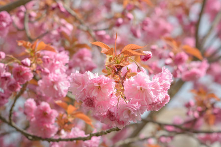 Inflorescence of pink sakura on a blurred background