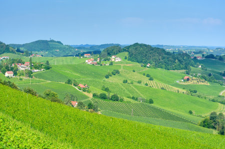 View of the vineyards in the distance in a horizontal format