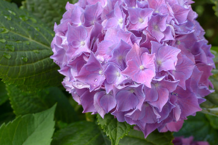 Lilac hydrangea flower with drops of water on a blurred background in a horizontal formatの写真素材