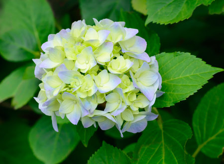 Light yellow-blue hydrangea flower on blurred background