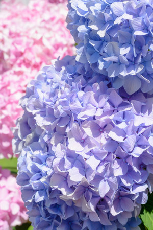 Light lilac hydrangea flower on blurred backgroundの写真素材