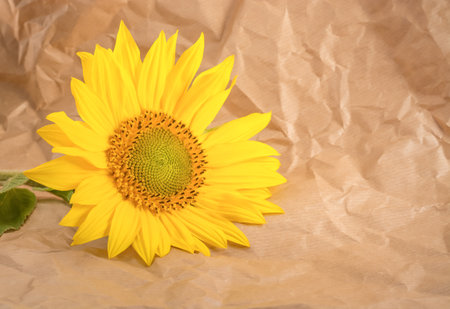 Background with sunflower flower on beige paperの写真素材