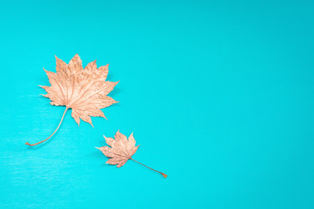 Turquoise background with two golden maple leavesの写真素材