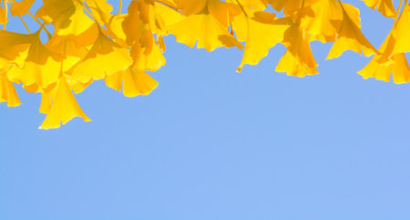 Background with blue sky and yellow leaves of Ginkgo biloba
