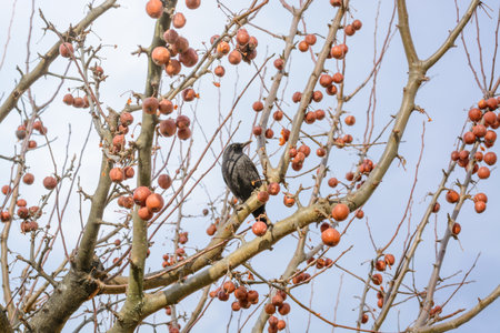 Blackbird on an apple tree branch in winterの写真素材