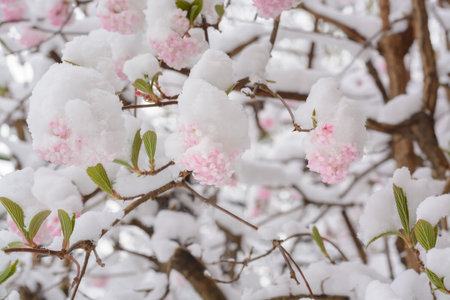 Snow on the inflorescences of light pink lilacの写真素材