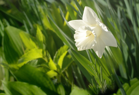 White narcissus flower on blurred green grass backgroundの写真素材