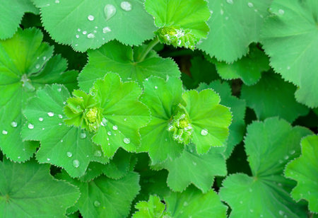 Background with green leaves of Alchemilla vulgaris, common name Lady's mantle with water droplets...