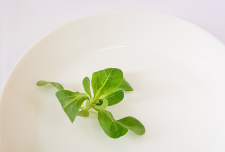 Background with green sprout of leaf lettuce corn salad on white plateの写真素材