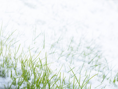Background with green grass and snow, with copy space, selective focusの写真素材