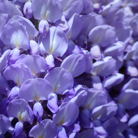 Light purple wisteria petals, selective focusの写真素材