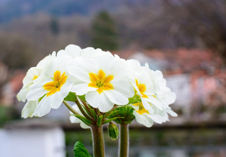 White primrose flower on blurred background, in horizontal formatの写真素材