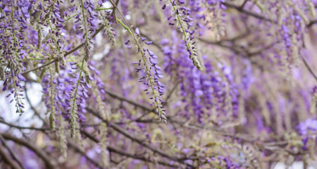 Blurred background with branches of lilac wisteria in early springの写真素材
