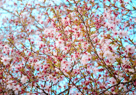 Cherry blossom against blue sky