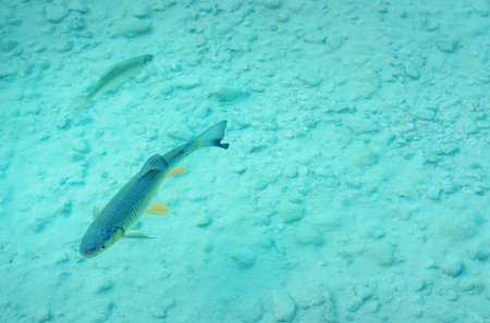 Small lake fish swim in shallow water