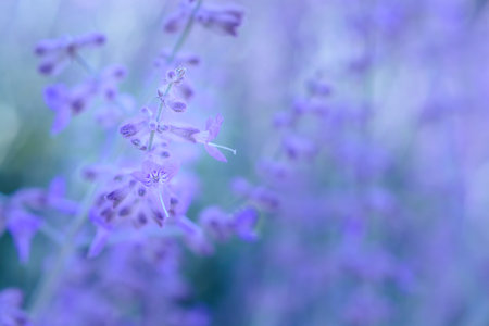 Small lilac lavender flower on blurred backgroundの写真素材