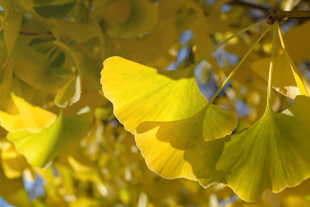 Autumn yellow leaf of Ginkgo biloba on blurred backgroundの写真素材