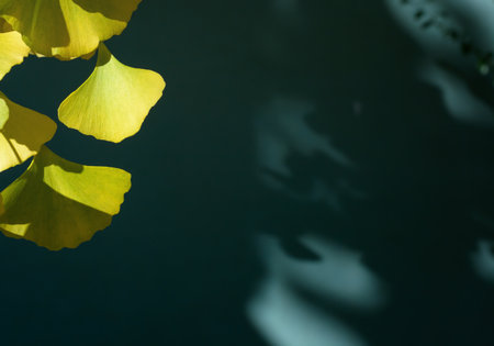 Dark background with autumn yellow leaf Ginkgo biloba with copy spaceの写真素材