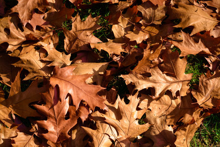 Brown leaves of the holly oak tree lying on the ground