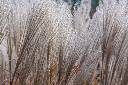 Background with light pampas grass dried flowersの写真素材