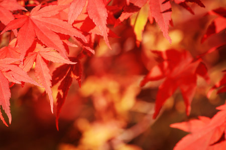 Autumn background with red Japanese maple leaf