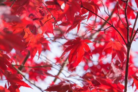 Autumn red leaf on a blurred background
