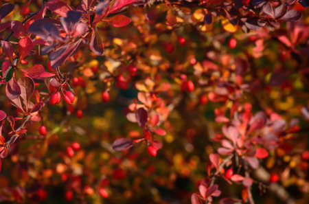 Autumn colors of barberry leaves defocusedの写真素材