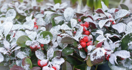 A plant with red berries under decorative snowの写真素材