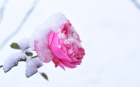 Pink rose with a little snow, defocusの写真素材