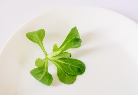 A leaf of green lettuce lying on a white plateの写真素材