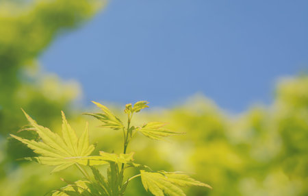 Background with blue sky and green leavesの写真素材