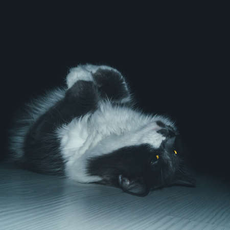 The cat lies on its back with its paws up.