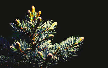 Fir branches on a black backgroundの写真素材