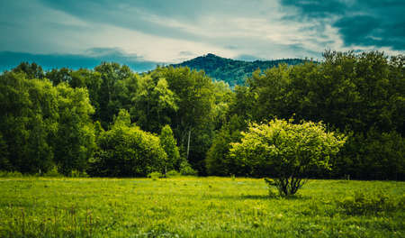 Lonely tree on a background of grass, forest and mountains with blue skyの写真素材