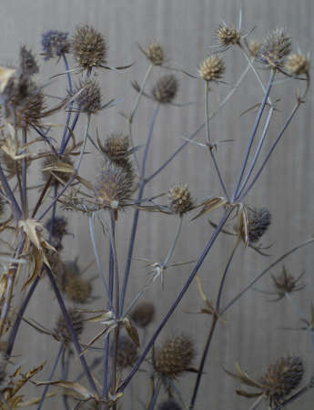 Dried plants and branches for decor on a background of a wall with shadowsの写真素材