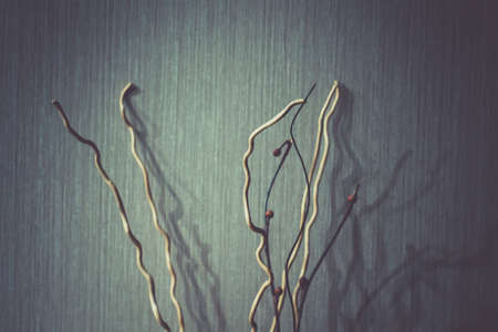 Dried plants and branches for decor on a background of a wall with shadowsの写真素材