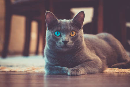 A cat with one yellow and one blue eye lies in the living room, the background is blurredの写真素材