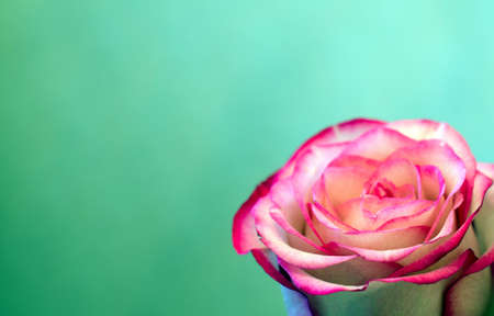Pink rose with dimming on the edges of the petals.の写真素材