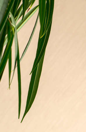 Palm leaves partially filling the spaceの写真素材