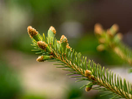 Christmas tree branch with buds on a blurred background