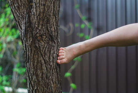 Kicking a bare foot in a tree barkの写真素材