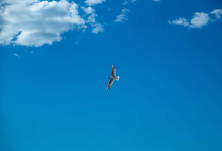 Seagull whirls in the blue sky with white clouds in clear weatherの写真素材